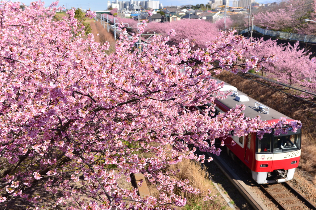 河津桜と京急線