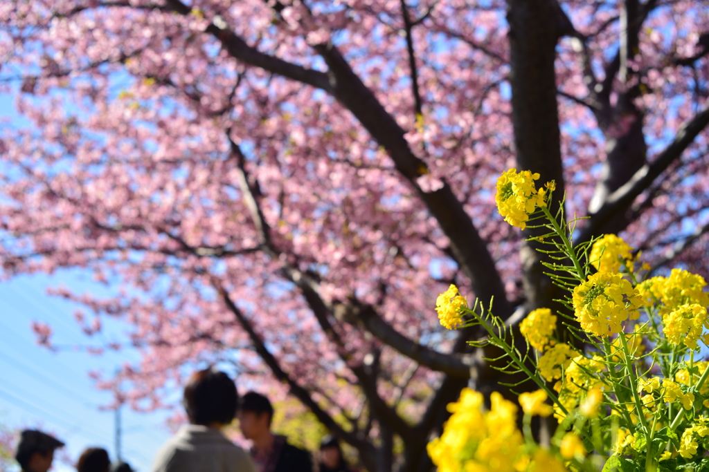 河津桜と菜の花