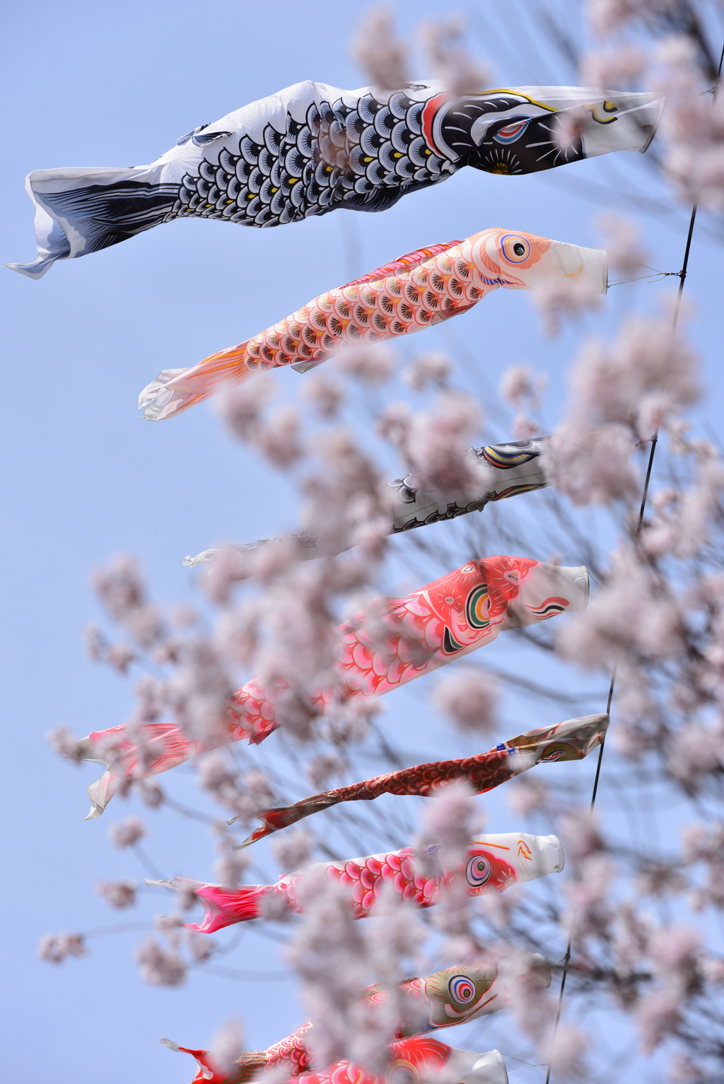 さくらとこいのぼり