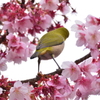 桜とメジロ