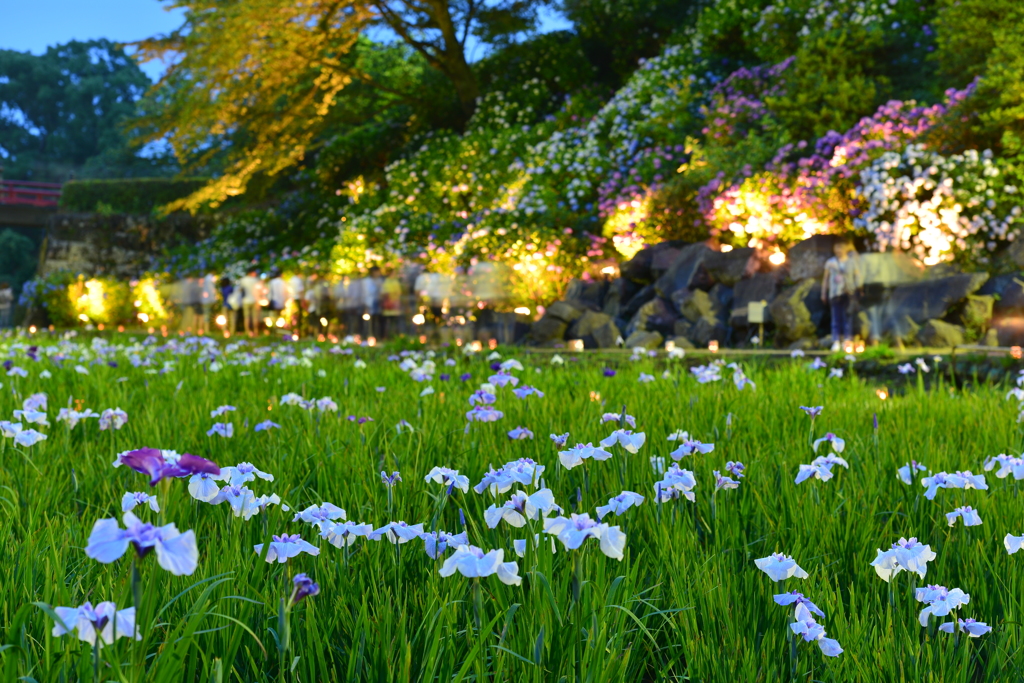 花菖蒲とあじさいのライトアップ