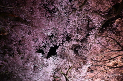 夜の桜並木を見上げる