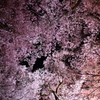 夜の桜並木を見上げる