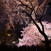 六義園のしだれ桜