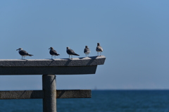 神磯の鳥居のカモメ