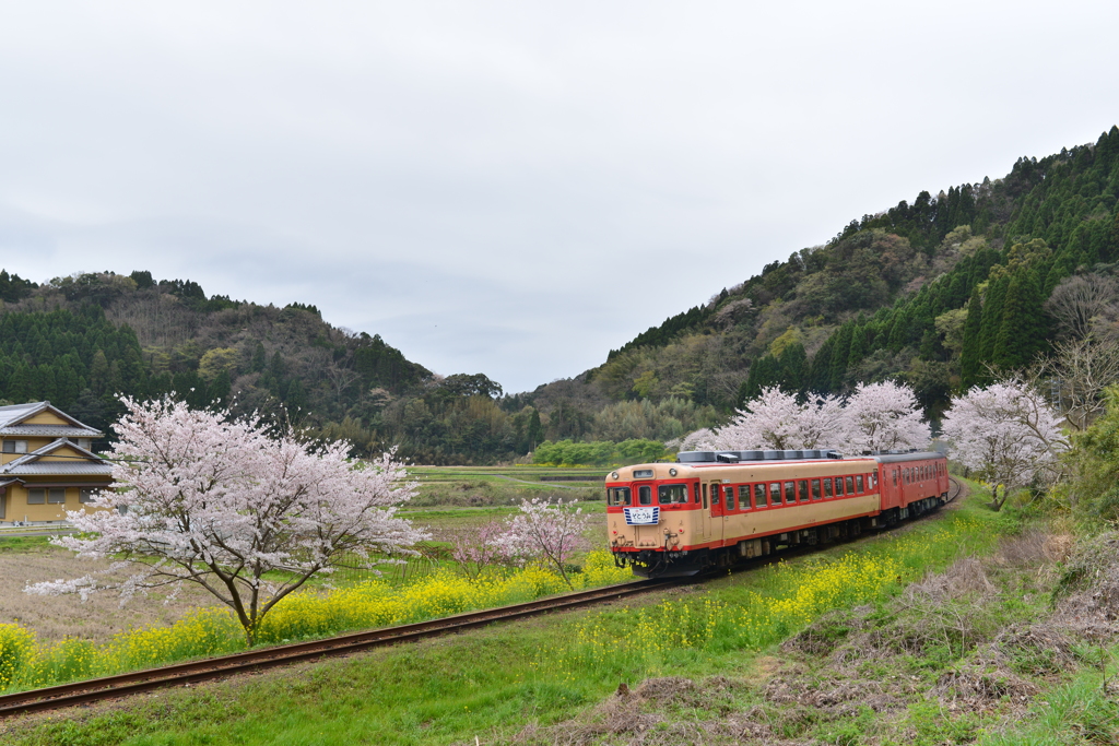 春のいすみ鉄道