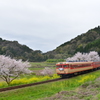 春のいすみ鉄道