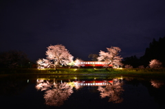 小湊鐵道の夜桜