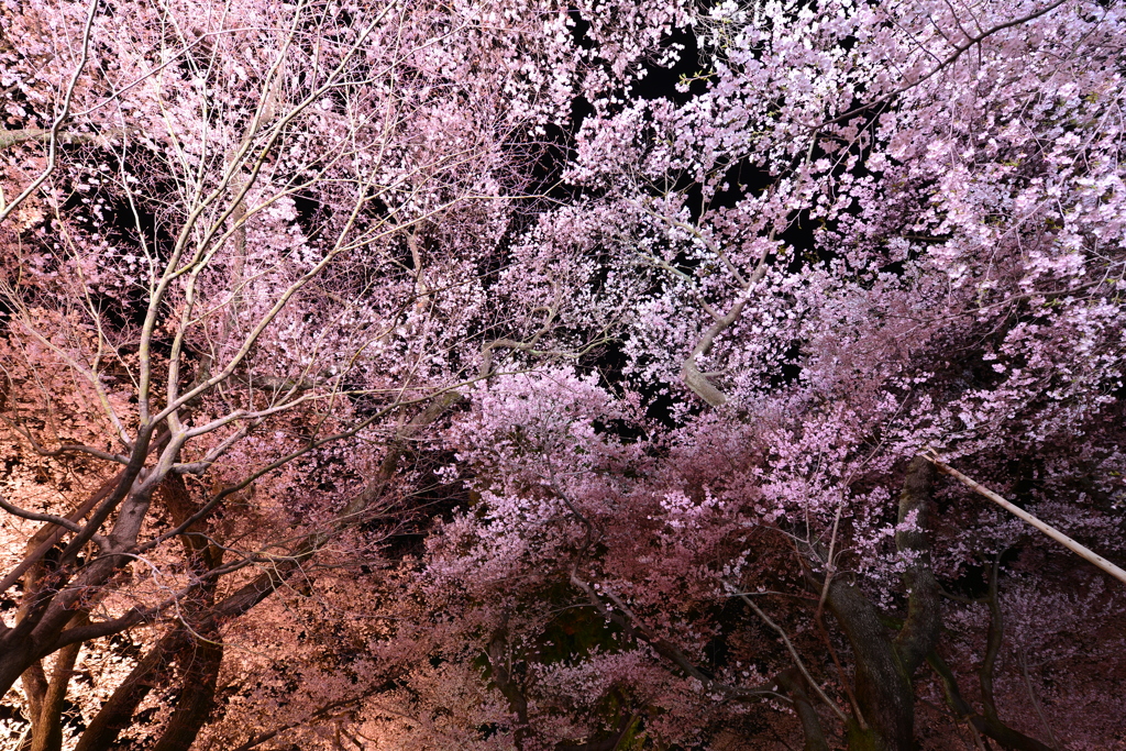 夜の桜並木を見上げる