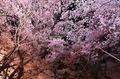 夜の桜並木を見上げる