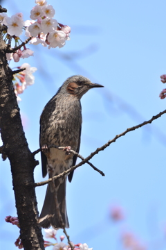 桜とヒヨドリ