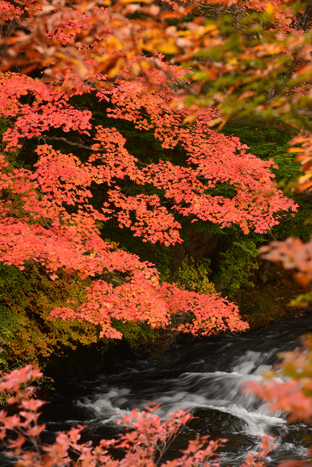 奥日光の紅葉