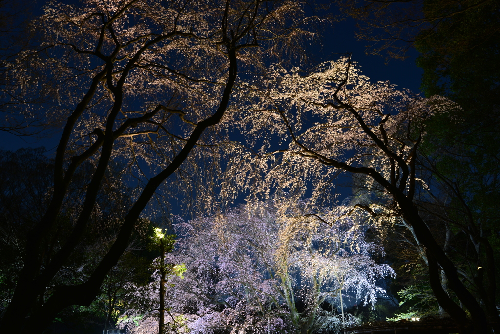六義園の枝垂れ桜