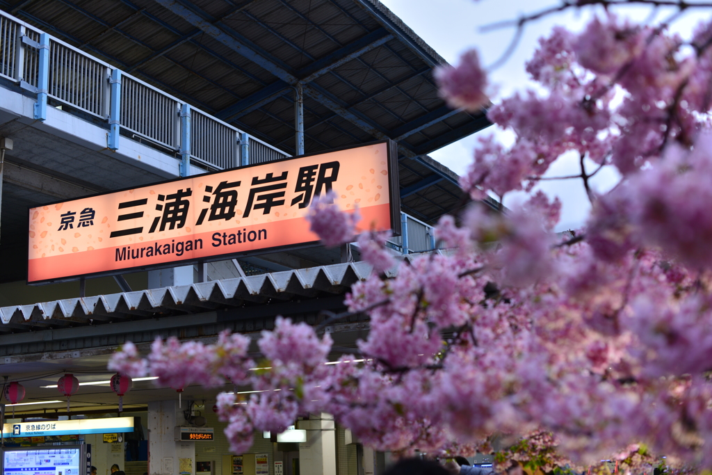 春の三浦海岸駅