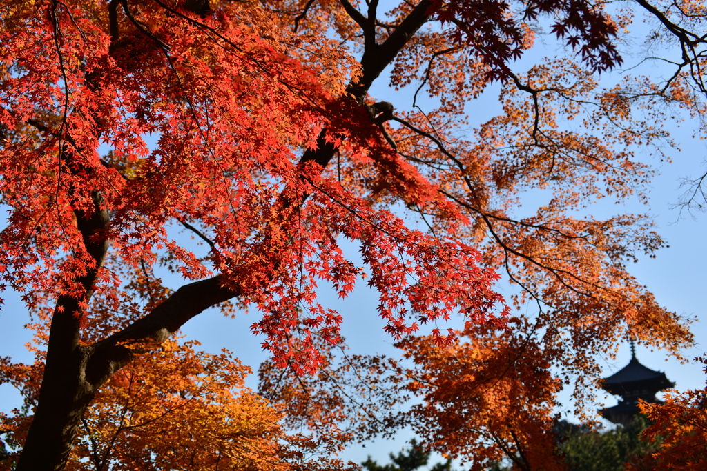 三渓園の紅葉