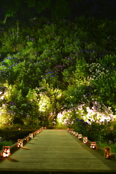 灯籠橋の先の紫陽花