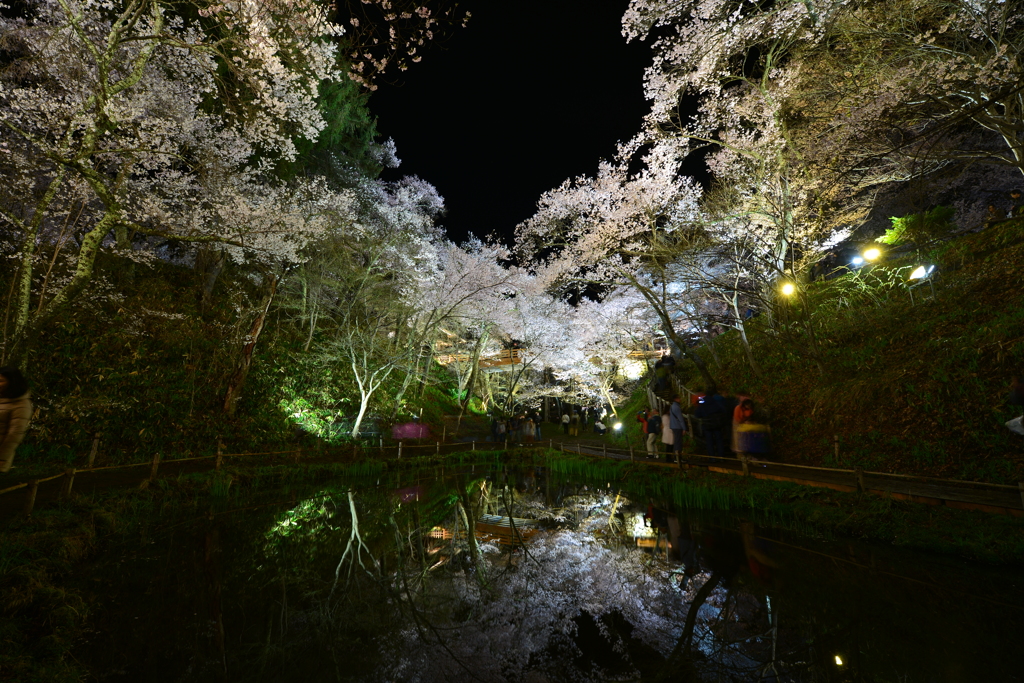 高遠城址公園の夜桜