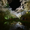 高遠城址公園の夜桜