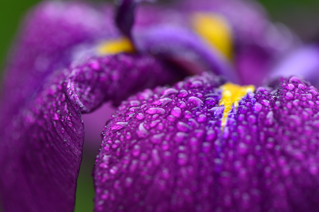 花菖蒲