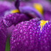 花菖蒲