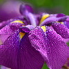 花菖蒲