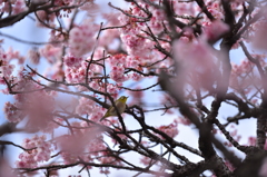 糸川桜