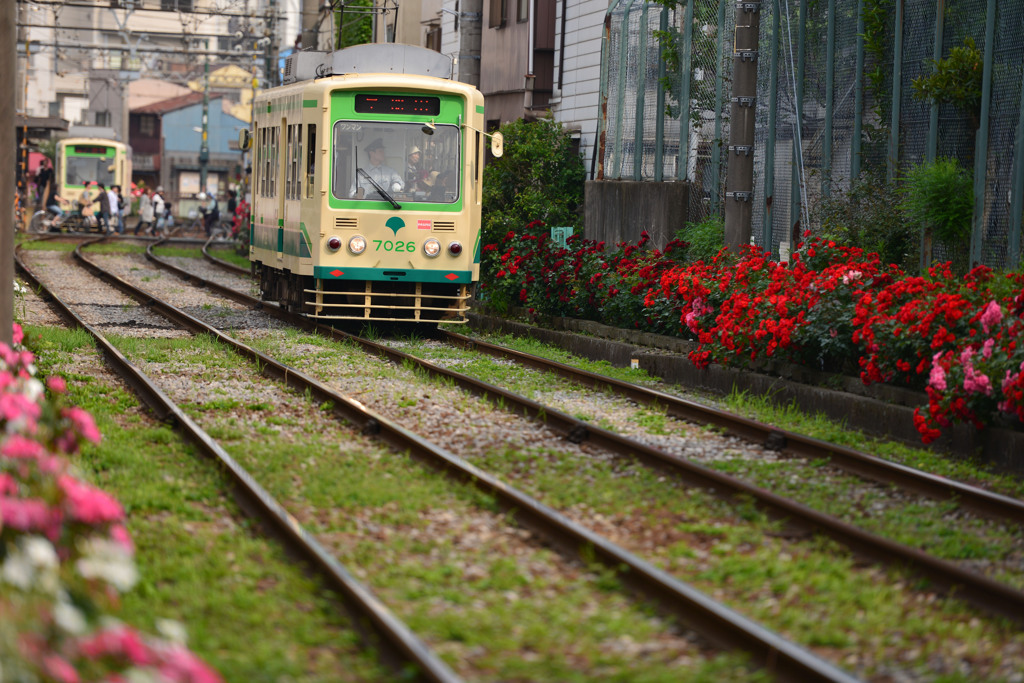 都電荒川線とバラ