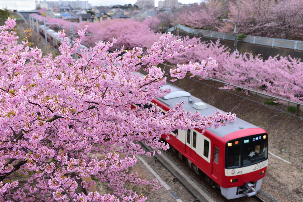 河津桜と京急