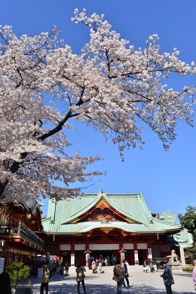 神田明神と桜
