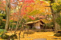 三渓園の紅葉