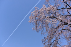 桜と飛行機雲