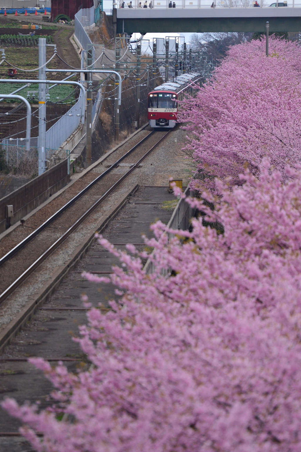 河津桜と京急