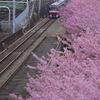 河津桜と京急