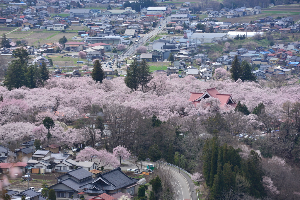 高遠の桜