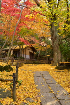 三渓園の紅葉