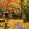 三渓園の紅葉