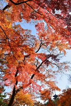 三渓園の紅葉