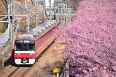 河津桜と京急線