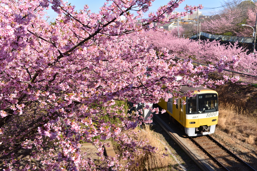 河津桜と京急線