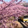 河津桜と京急線