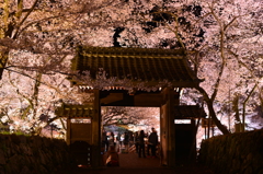 高遠城址公園の夜桜