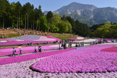 羊山公園の芝桜