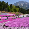 羊山公園の芝桜