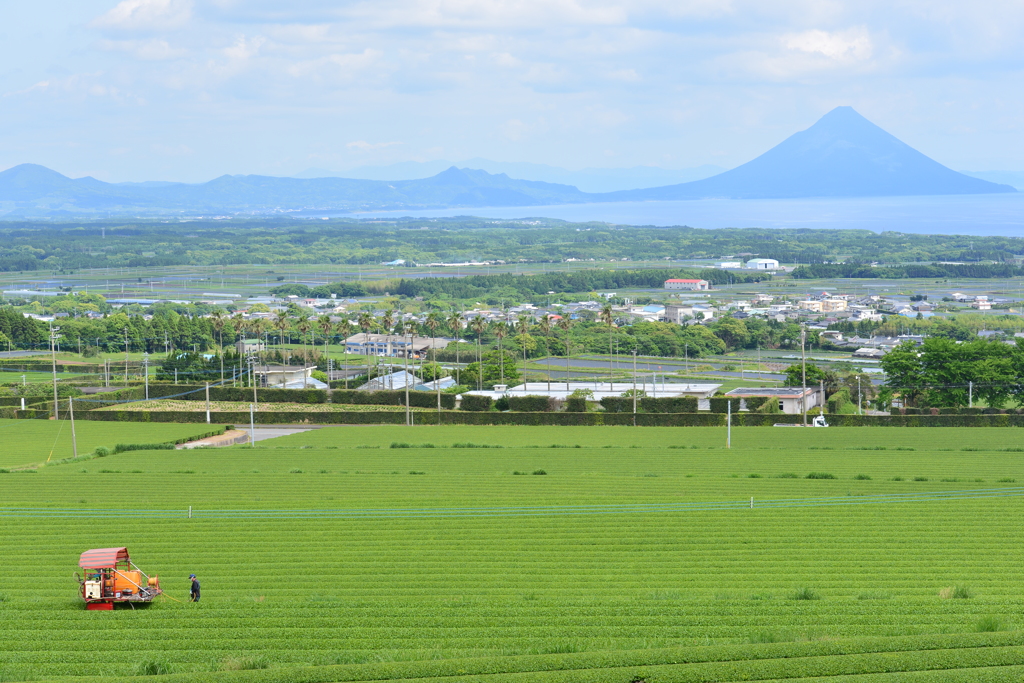 枕崎の茶畑風景