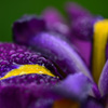 花菖蒲