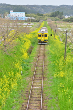 春のいすみ鉄道