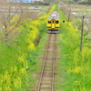 春のいすみ鉄道