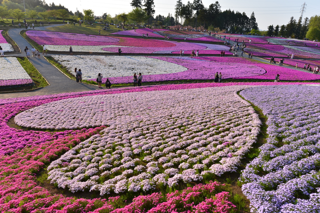 羊山公園の芝桜