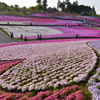 羊山公園の芝桜