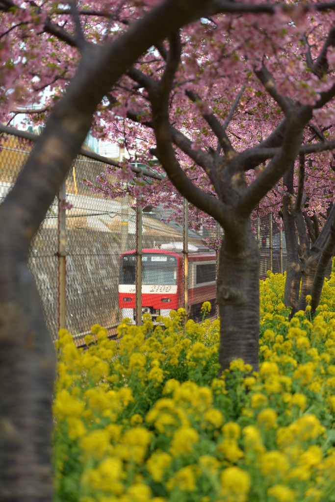 春の京急線
